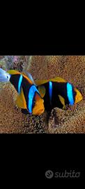 Coppie pagliacci acquario marino