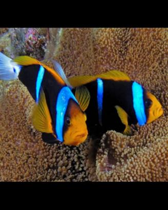 Coppie pagliacci acquario marino