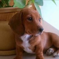 Cani taglia piccola
