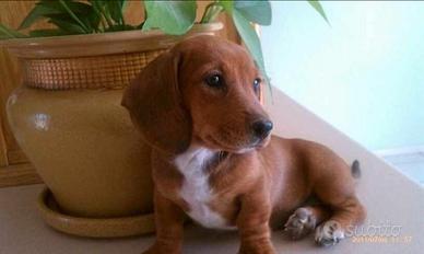 Cani taglia piccola