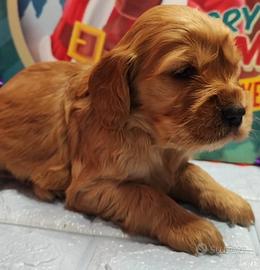 Cocker spaniel inglese