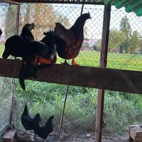 Galline cemani e misti