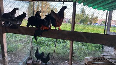 Galline cemani e misti