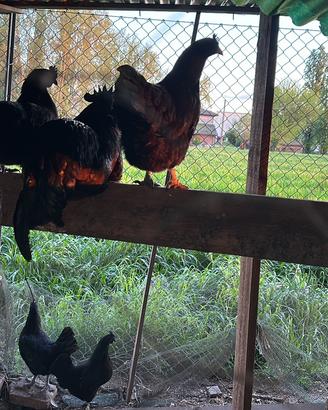 Galline cemani e misti