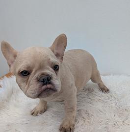 Bulldog francesi crema tan