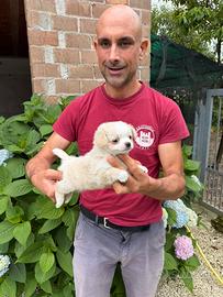 Cucciolo di Chihuahua Toy