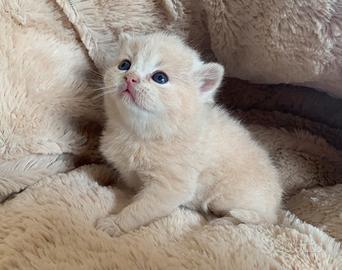 British Shorthair cucciolo
