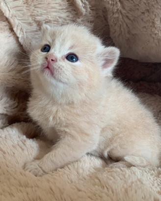 British Shorthair cucciolo