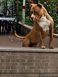 Disponibile America Bully xxl Maschio x Monta