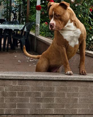 Disponibile America Bully xxl Maschio x Monta