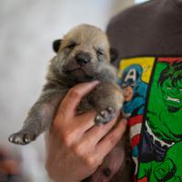 Cuccioli di Cane Lupo Cecoslovacco