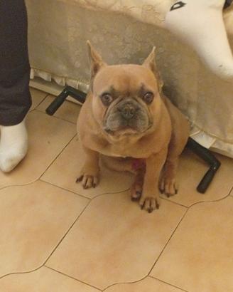 Bulldog francese per monta
