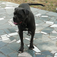 Cani corso maschio e femmina dolcissimi