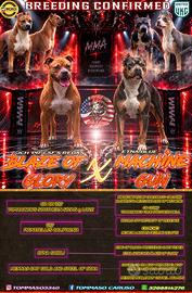 Pitbull UKC