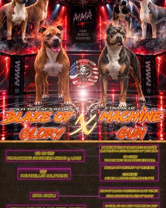 Pitbull UKC