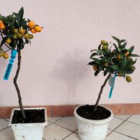 pianta kumquat 