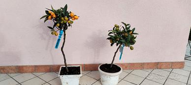 pianta kumquat 