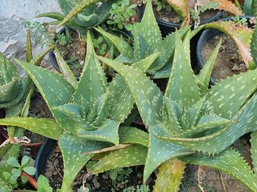 aloe maculata