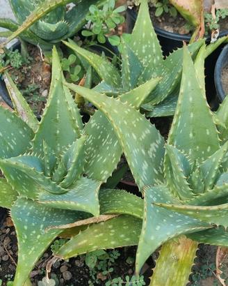 aloe maculata