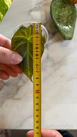 Alocasia Regal Shield