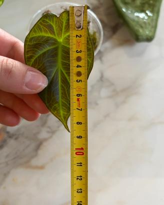 Alocasia Regal Shield