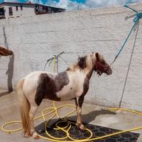 Pony femmina