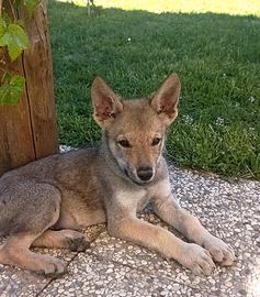 Cucciolo cane lupo cecoslovacco