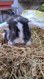 Coniglio coniglietto ariete nano