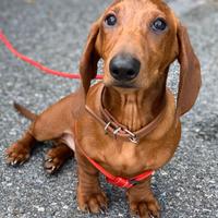 Cuccioli di Bassotto Standard a pelo corto
