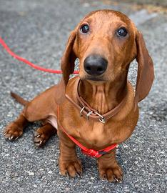 Cuccioli di Bassotto Standard a pelo corto