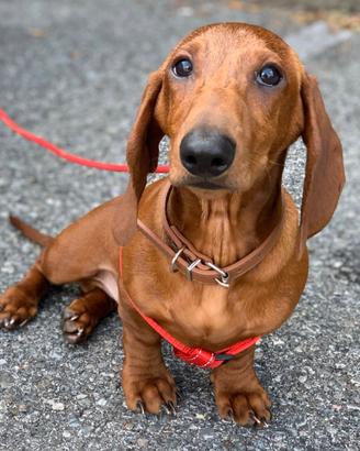 Cuccioli di Bassotto Standard a pelo corto