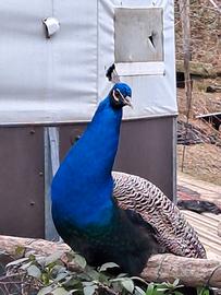pavone 