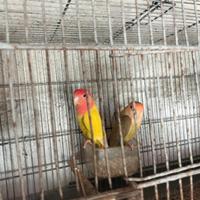 Vendita coppia di inseparabili