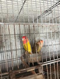 Vendita coppia di inseparabili