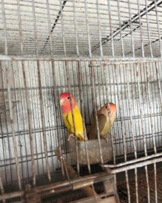 Vendita coppia di inseparabili