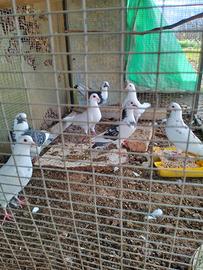 Colombi medio grandi