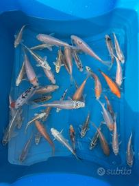 Carpe Koi acquario/laghetto
