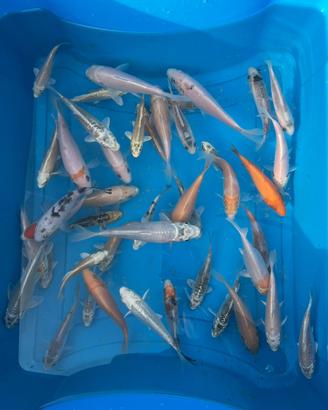 Carpe Koi acquario/laghetto