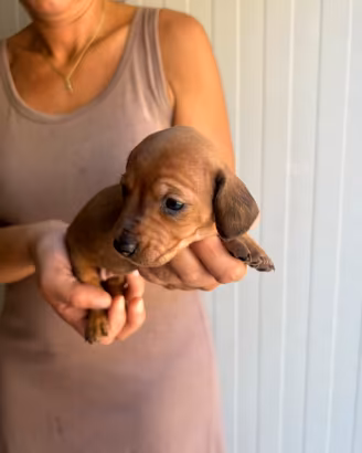 Cuccioli di Bassotto Nano