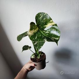 monstera variegata