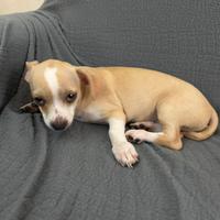 Cucciolo di chihuahua