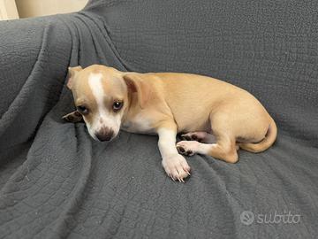 Cucciolo di chihuahua