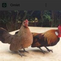 Coppia gallinelle nane