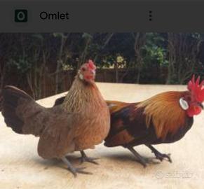 Coppia gallinelle nane