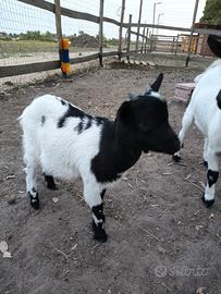Capretto tibetano