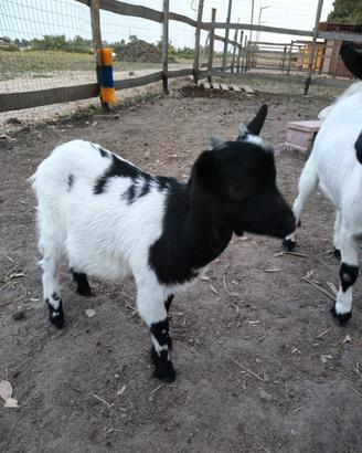 Capretto tibetano