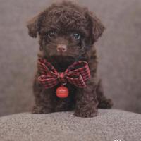 Barboncino chocolate toy