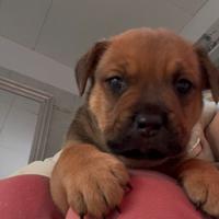 Pitbull Rottweiler