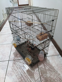 Diamantini del mandarino