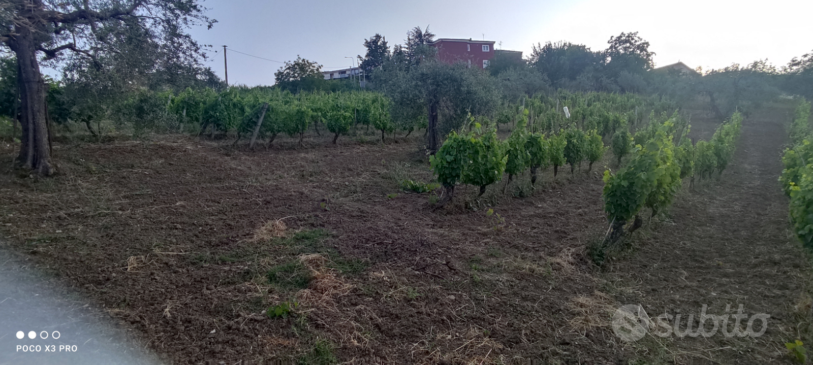 Fabbricato con Vigneto uliveto - Vista 5